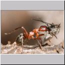 Formica -Serviformica- sanguinea - Blutrote Raubameise 01 9mm - mit Hilaria sp-Tanzfliege.jpg